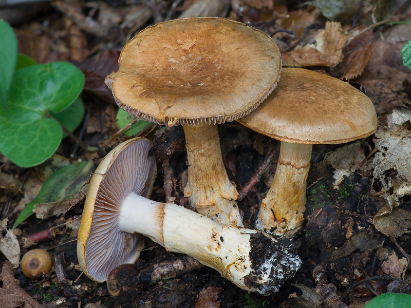 Cortinarius pseudovulpinus